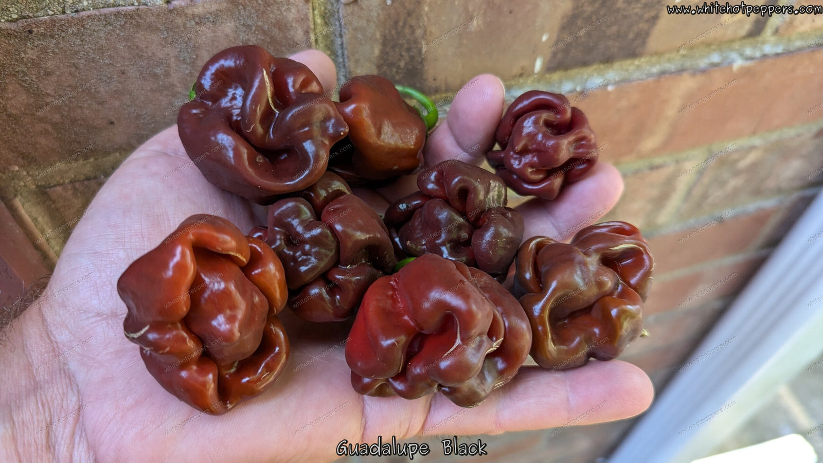 Guadalupe Black - Pepper Seeds - White Hot Peppers