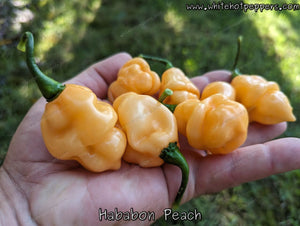 Hababon Peach - Pepper Seeds - White Hot Peppers