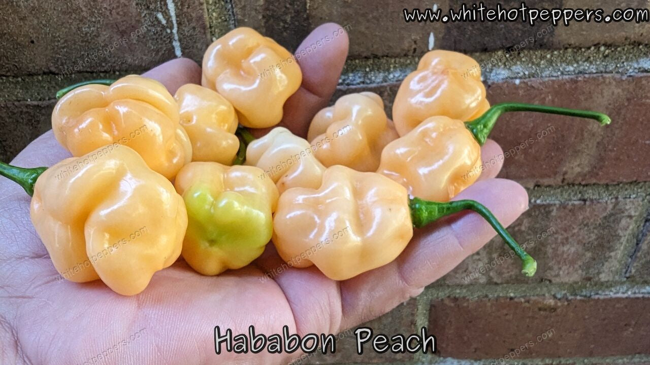 Hababon Peach - Pepper Seeds - White Hot Peppers