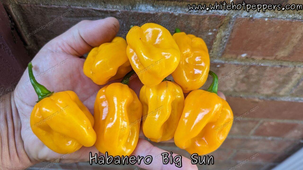 Habanero Big Sun - Pepper Seeds - White Hot Peppers