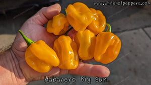 Habanero Big Sun - Pepper Seeds - White Hot Peppers