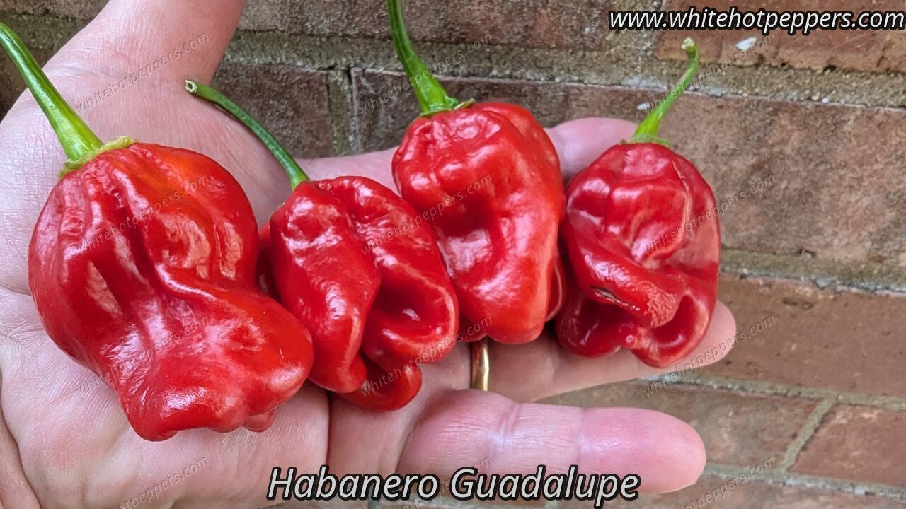 Habanero Guadalupe - Pepper Seeds - White Hot Peppers