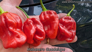 Habanero Guadalupe - Pepper Seeds - White Hot Peppers