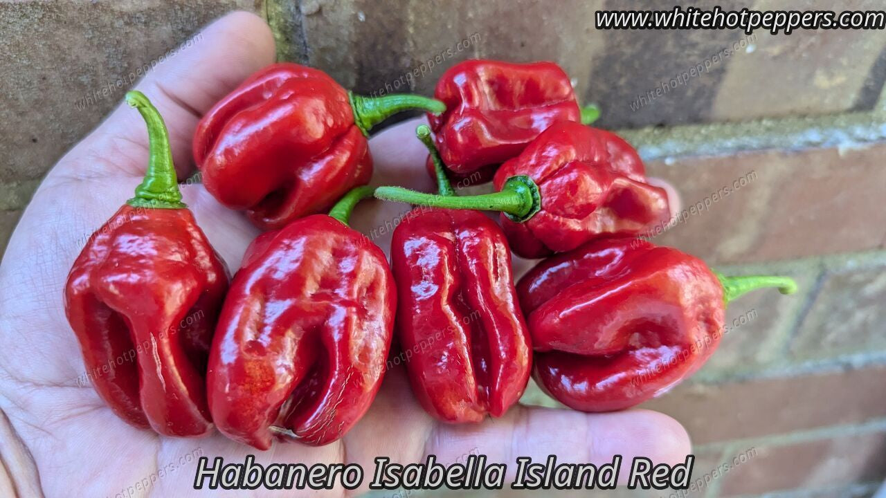 Habanero Isabella Island Red - Pepper Seeds - White Hot Peppers