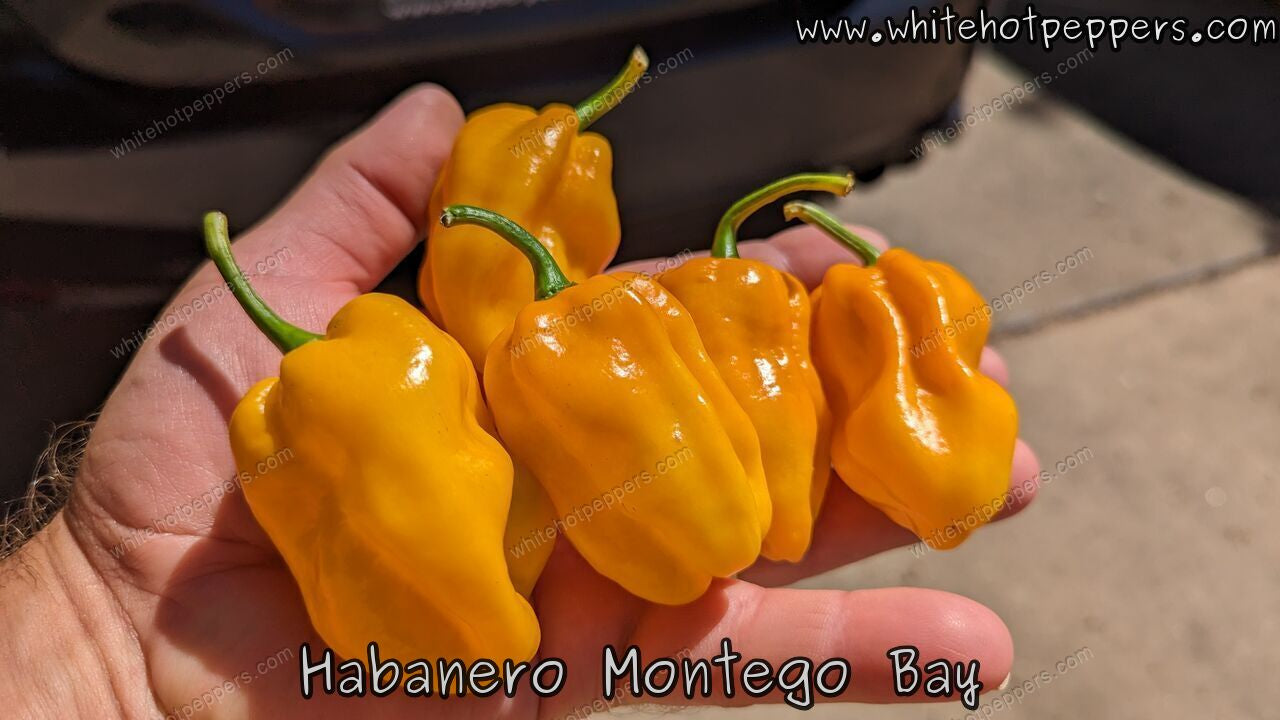 Habanero Montego Bay - Pepper Seeds - White Hot Peppers