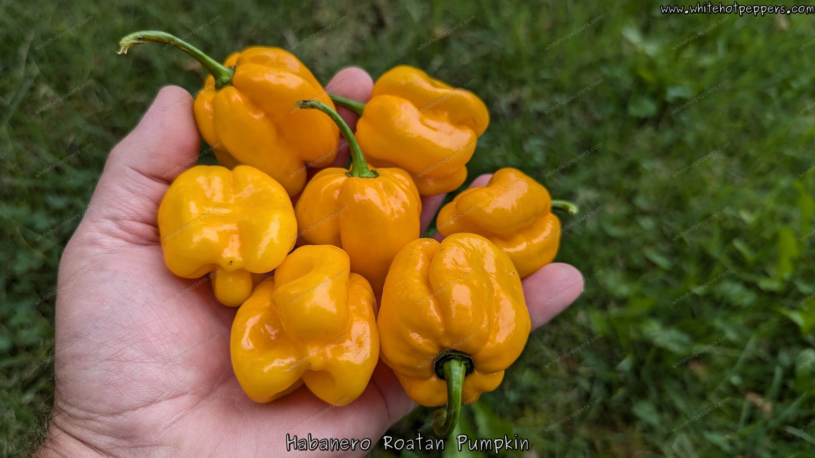 Habanero Roatan Pumpkin - Pepper Seeds - White Hot Peppers