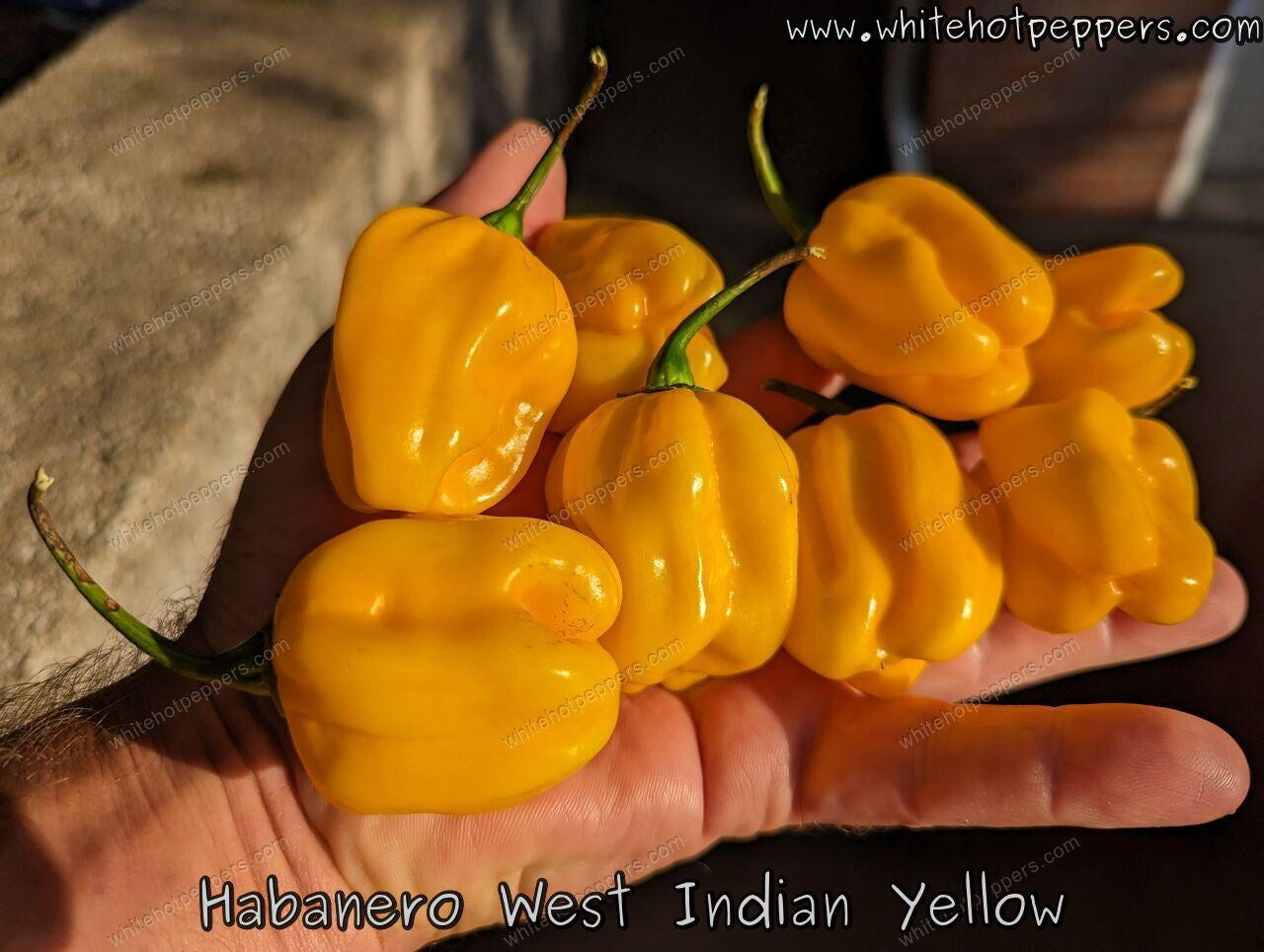 Habanero West Indian Yellow - Pepper Seeds - White Hot Peppers