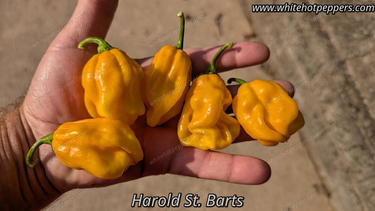 Harold's St. Barts - Pepper Seeds - White Hot Peppers