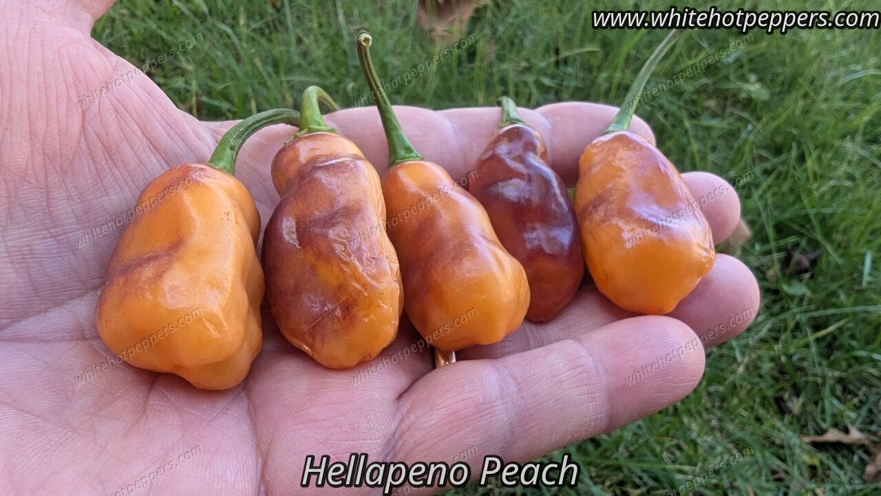 Hellapeño Peach - Pepper Seeds - White Hot Peppers