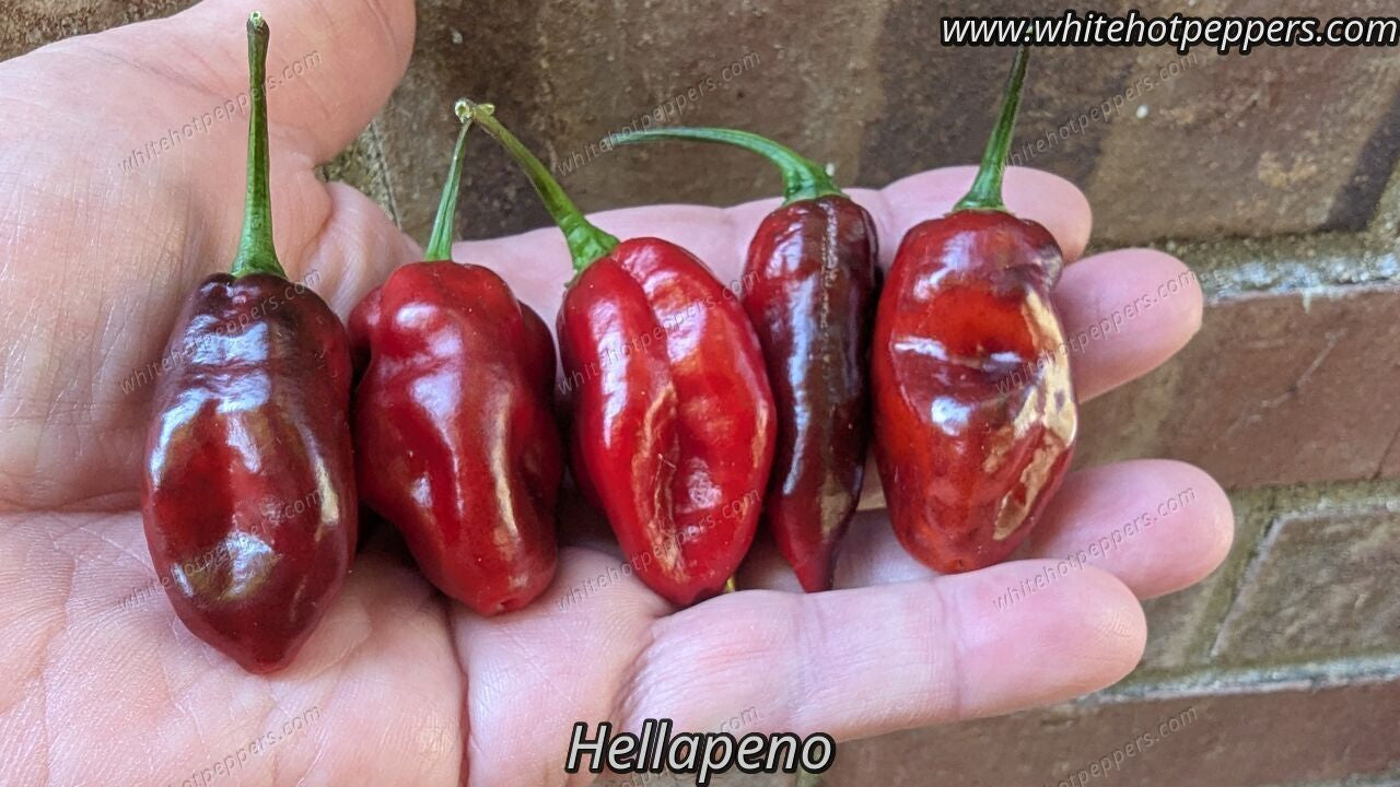 Hellapeño - Pepper Seeds - White Hot Peppers