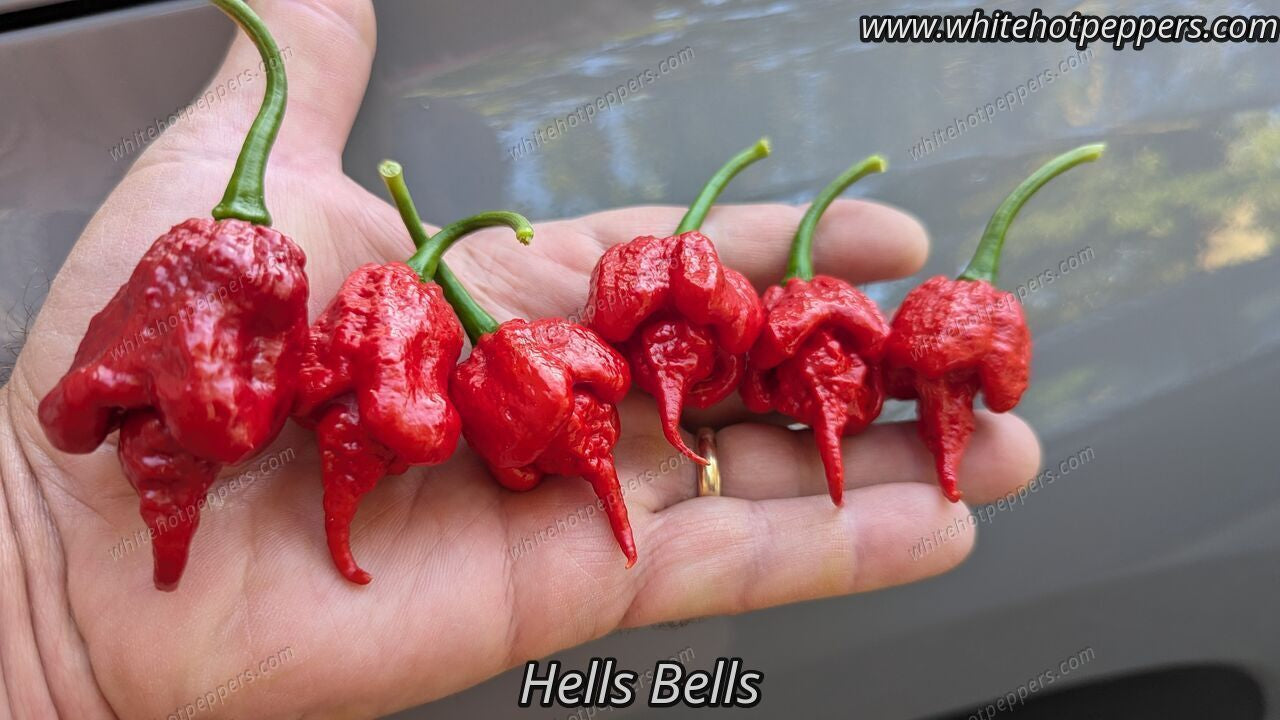 Hells Bells - Pepper Seeds - White Hot Peppers