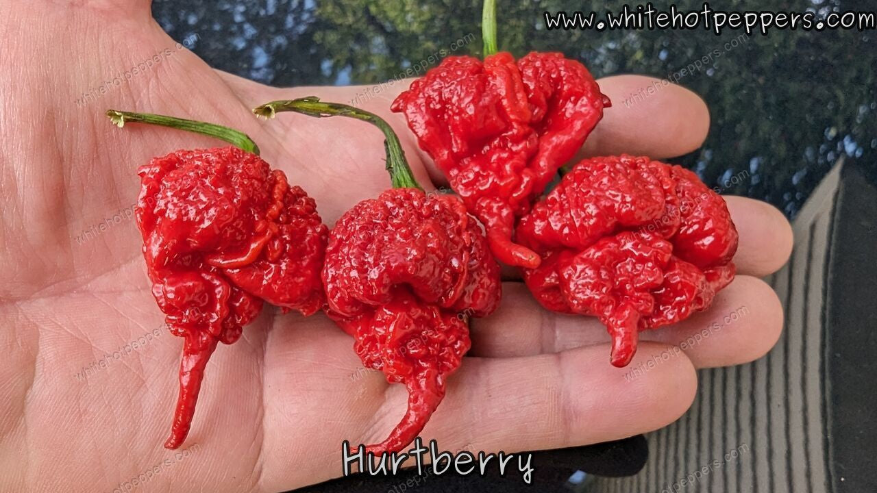 Hurt Berry - Pepper Seeds - White Hot Peppers