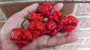Hurt Berry - Pepper Seeds - White Hot Peppers