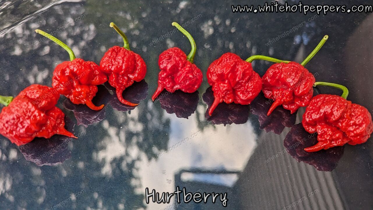 Hurt Berry - Pepper Seeds - White Hot Peppers