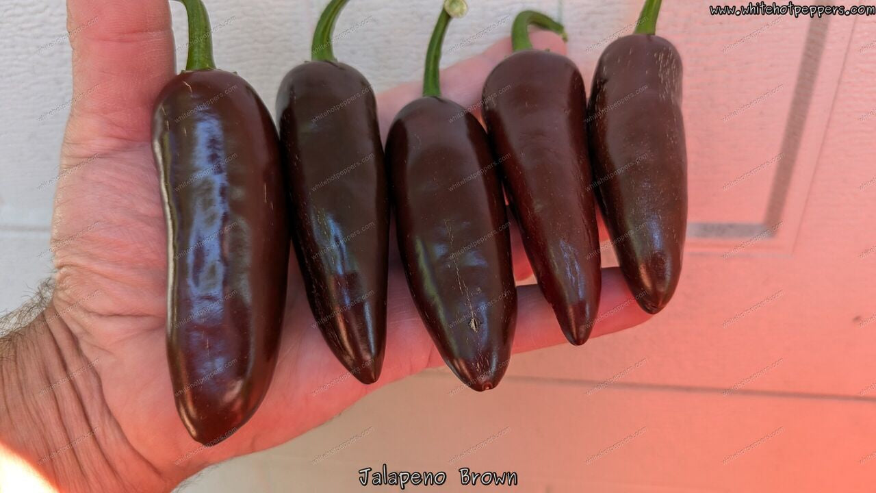 Jalapeño Brown - Pepper Seeds - White Hot Peppers