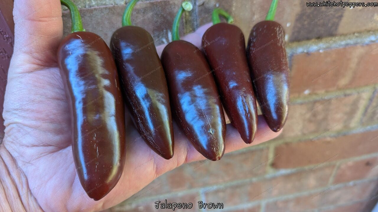 Jalapeño Brown - Pepper Seeds - White Hot Peppers