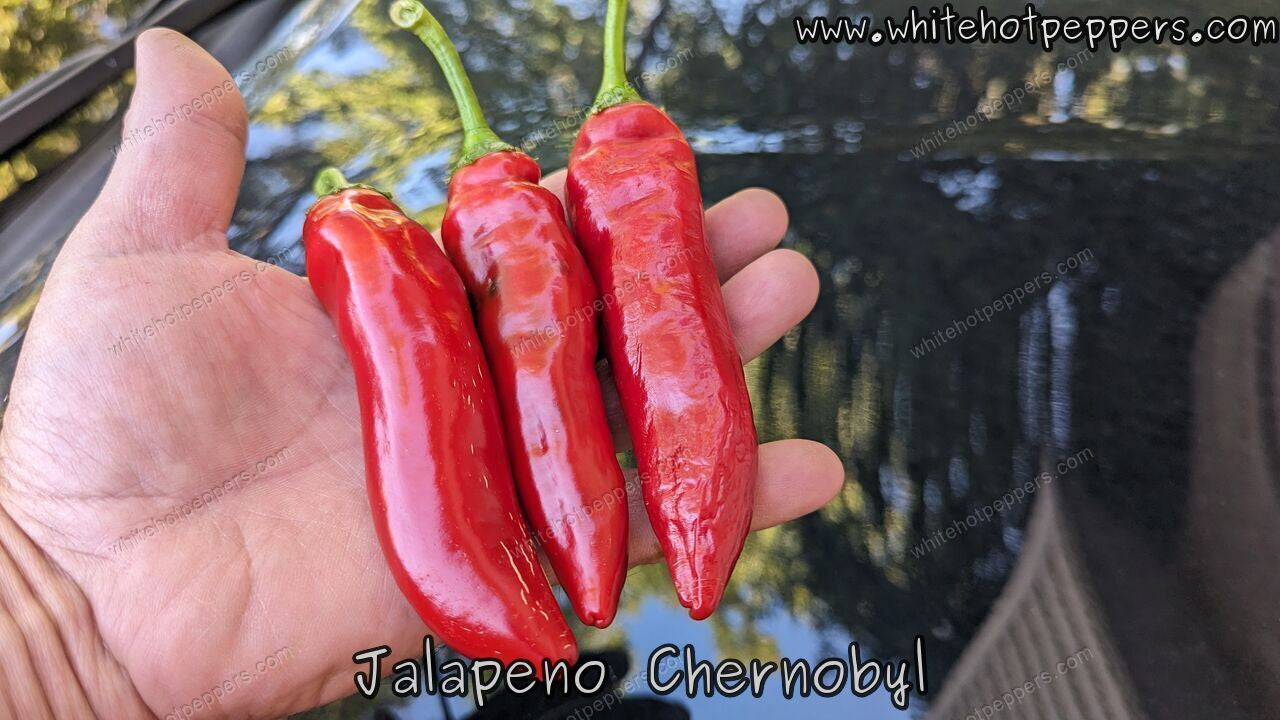 Jalapeño Chernobyl - Pepper Seeds - White Hot Peppers