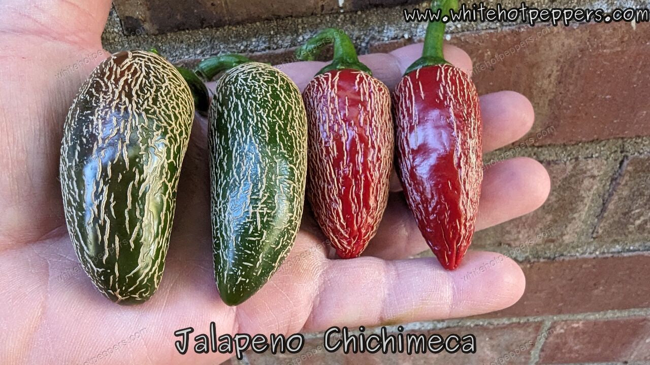 Jalapeño Chichimeca - Pepper Seeds - White Hot Peppers