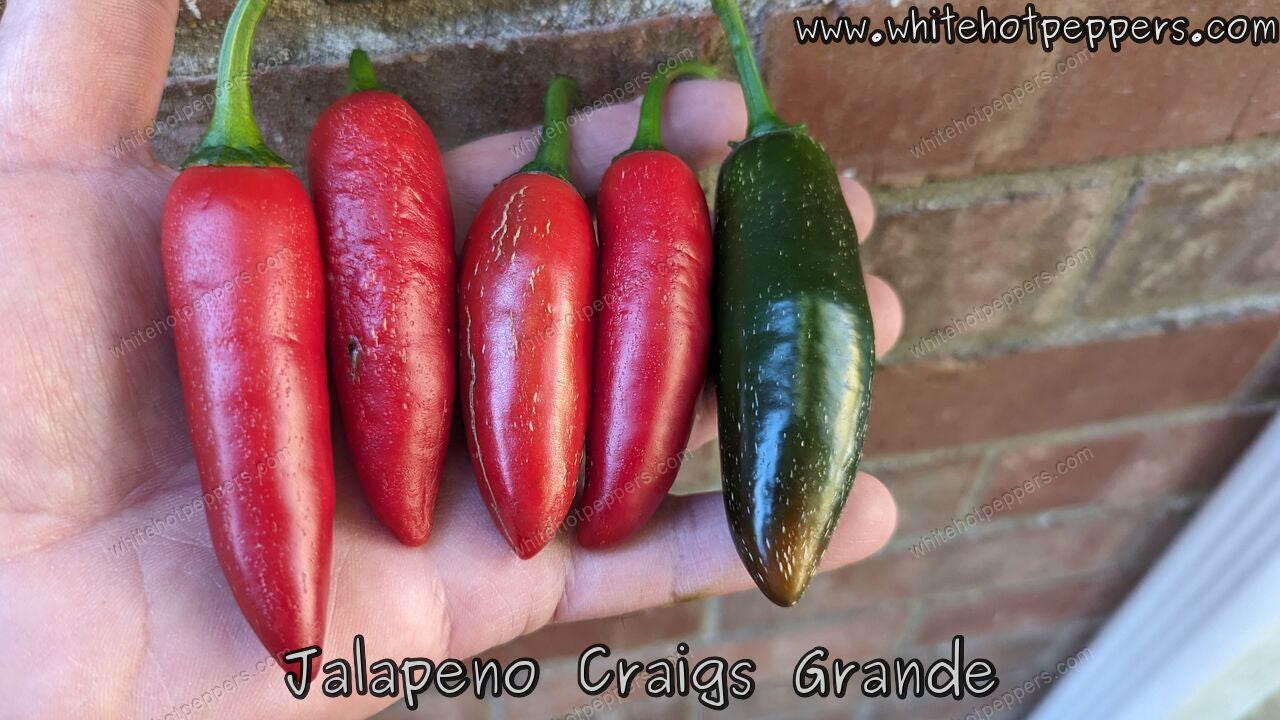 Jalapeño Craig’s Grande - Pepper Seeds - White Hot Peppers