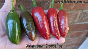 Jalapeño Hercules - Pepper Seeds - White Hot Peppers
