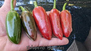 Jalapeño Hercules - Pepper Seeds - White Hot Peppers
