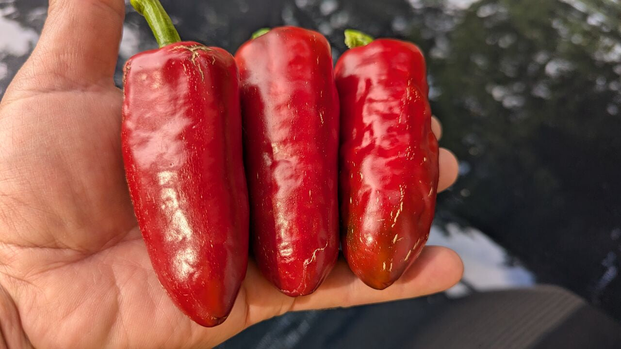 Jalapeno Megatron - Pepper Seeds - White Hot Peppers