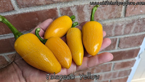 Jalapeño Yellow - Pepper Seeds - White Hot Peppers