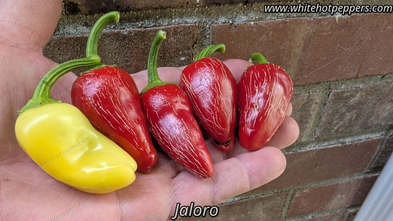 Jaloro - Pepper Seeds - White Hot Peppers