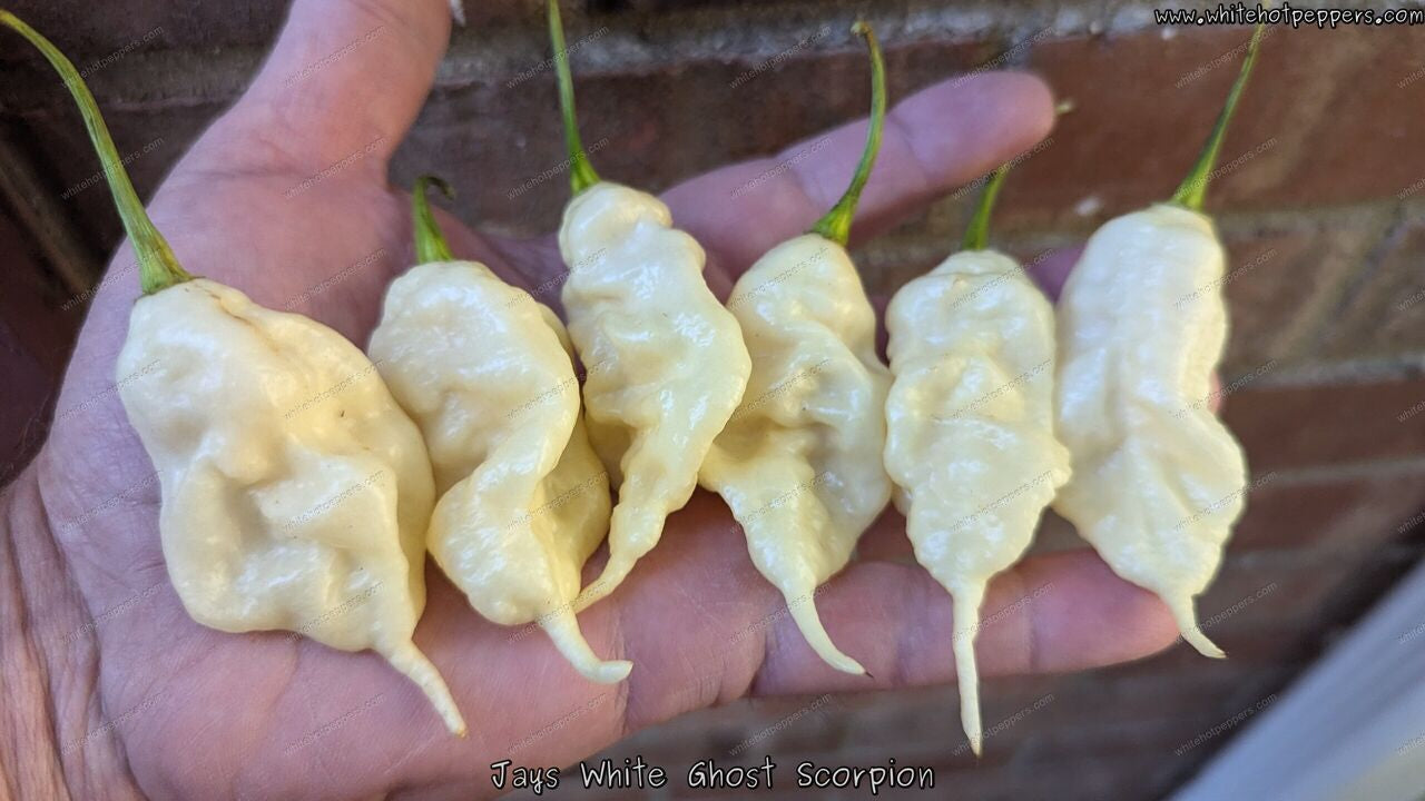 Jay's White Ghost Scorpion - Pepper Seeds - White Hot Peppers