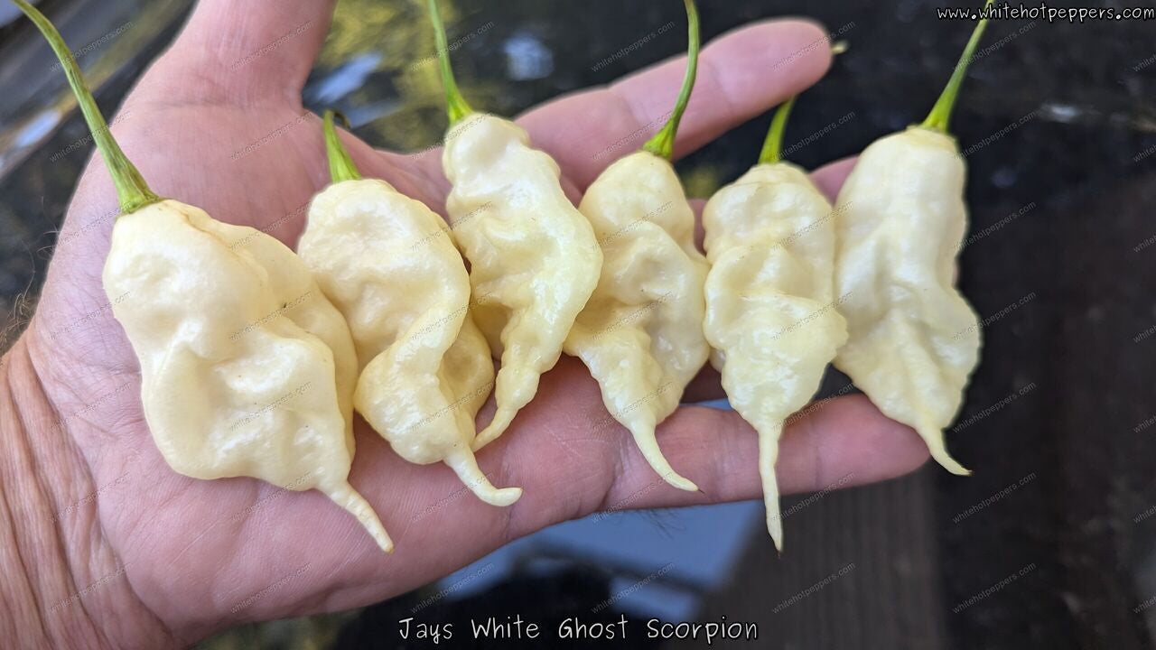 Jay's White Ghost Scorpion - Pepper Seeds - White Hot Peppers