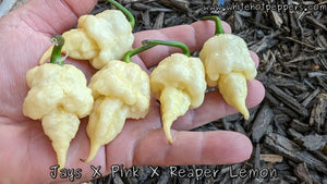 Jay's x Pink x Reaper Lemon - Pepper Seeds - White Hot Peppers