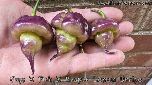 Jay's x Pink x Reaper Lemon - White Hot Peppers LLC