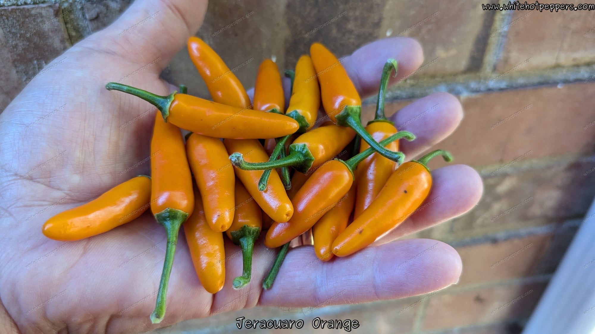 Jeracuaro Orange - Pepper Seeds - White Hot Peppers