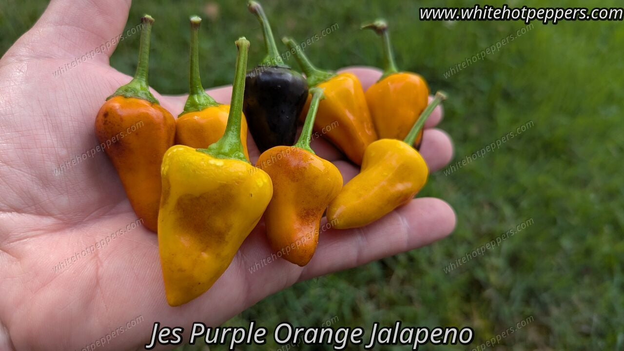 Jes's Purple Orange Jalapeno - Pepper Seeds - White Hot Peppers