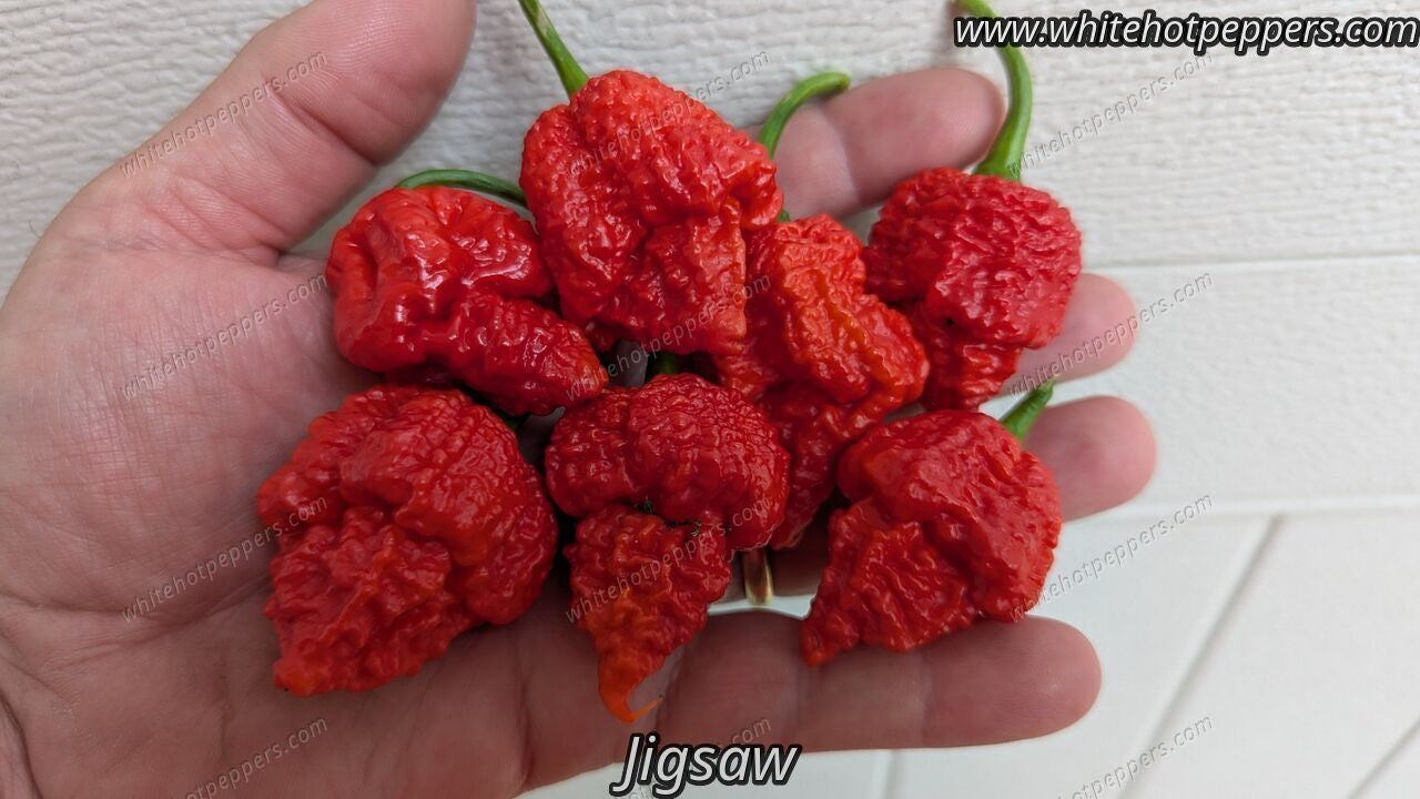 Jigsaw - Pepper Seeds - White Hot Peppers