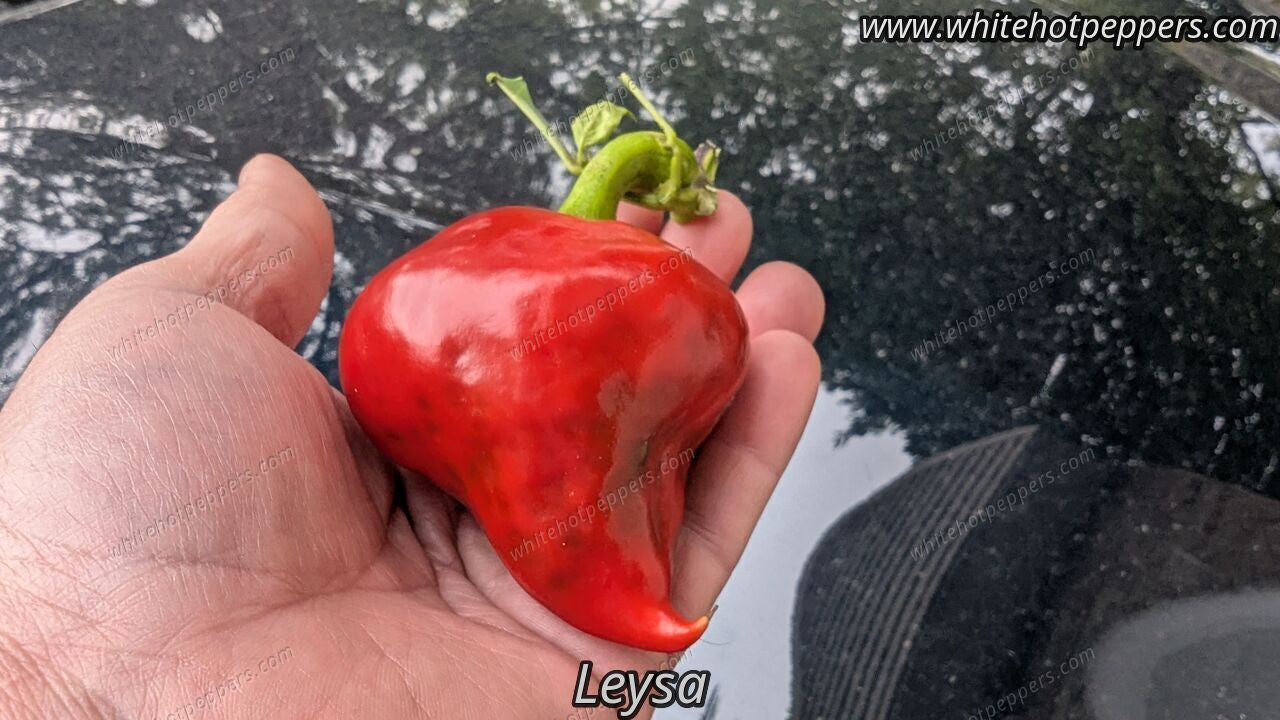 Lesya - Pepper Seeds - White Hot Peppers