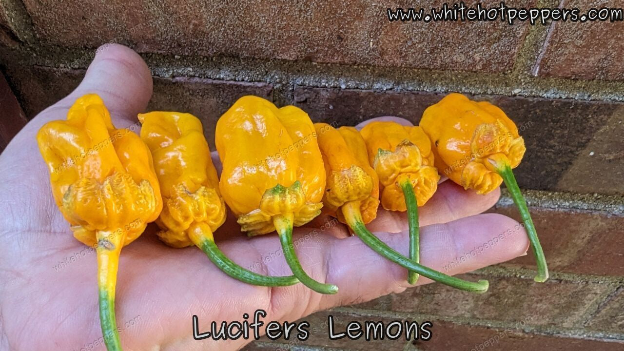Lucifer's Lemons - Pepper Seeds - White Hot Peppers