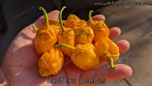 Lucifer's Lemons - Pepper Seeds - White Hot Peppers