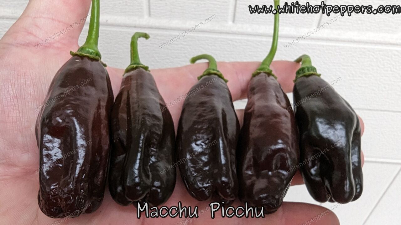 Machu Picchu - Pepper Seeds - White Hot Peppers