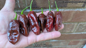 MAD CHOCO - Pepper Seeds - White Hot Peppers