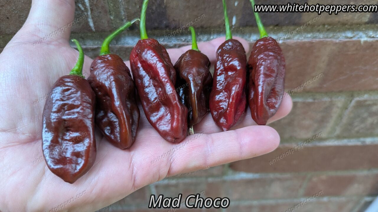 MAD CHOCO - Pepper Seeds - White Hot Peppers