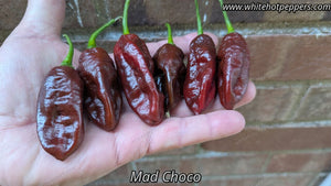 MAD CHOCO - Pepper Seeds - White Hot Peppers