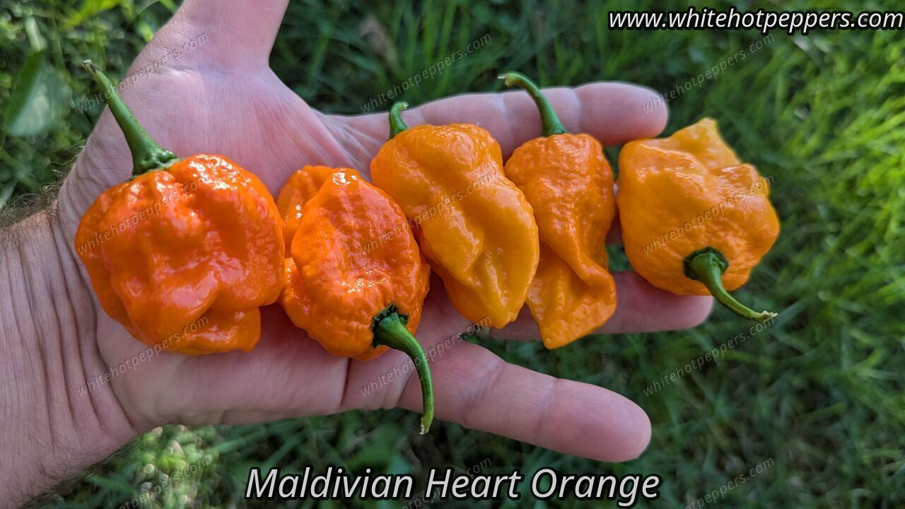 Maldivian Heart Orange - Pepper Seeds - White Hot Peppers