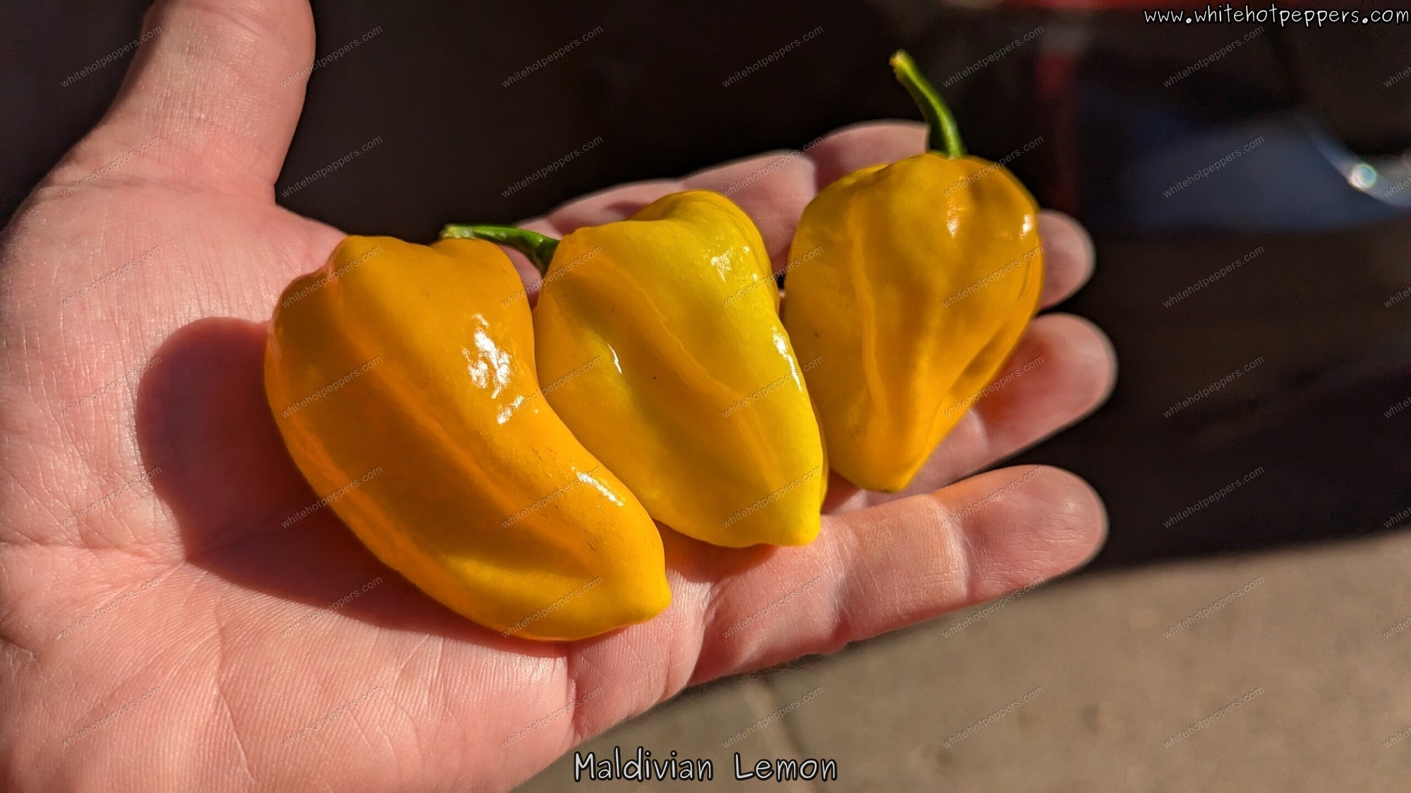 Maldivian Lemon - Pepper Seeds - White Hot Peppers