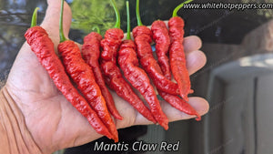 Mantis Claw Red - Pepper Seeds - White Hot Peppers