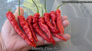 Mantis Claw Red - Pepper Seeds - White Hot Peppers