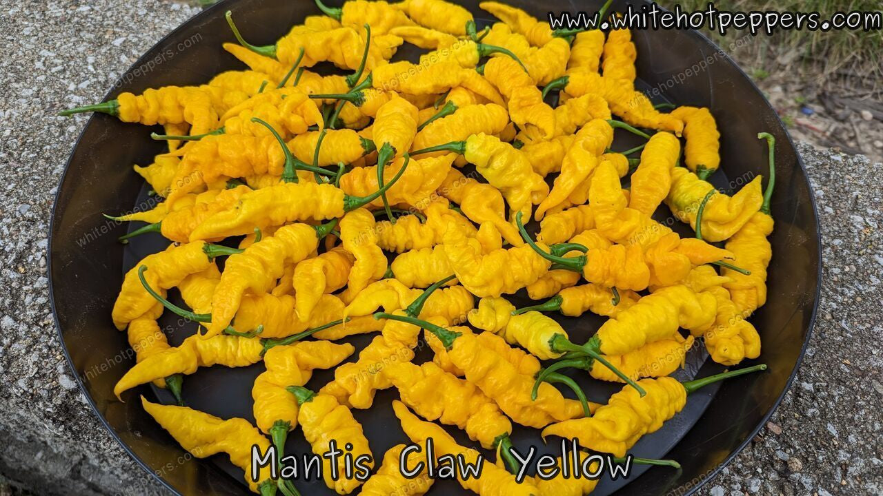 Mantis Claw Yellow - Pepper Seeds - White Hot Peppers
