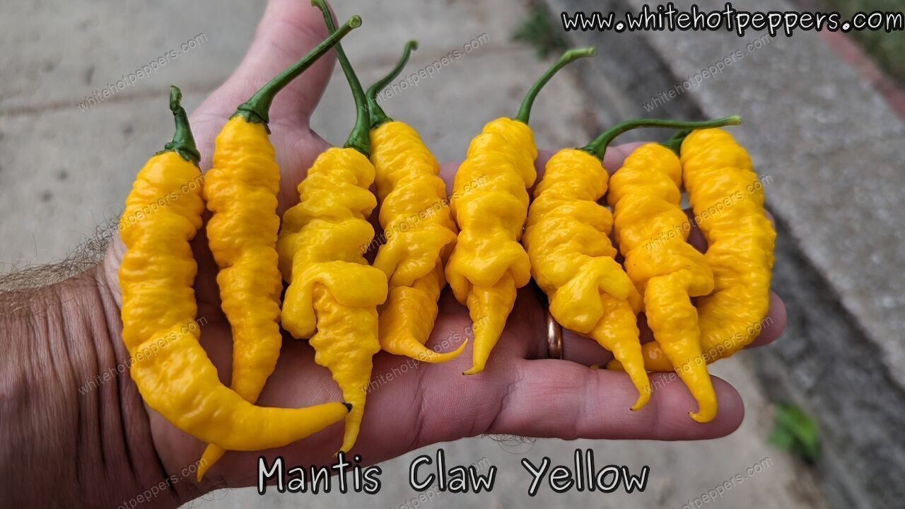 Mantis Claw Yellow - Pepper Seeds - White Hot Peppers