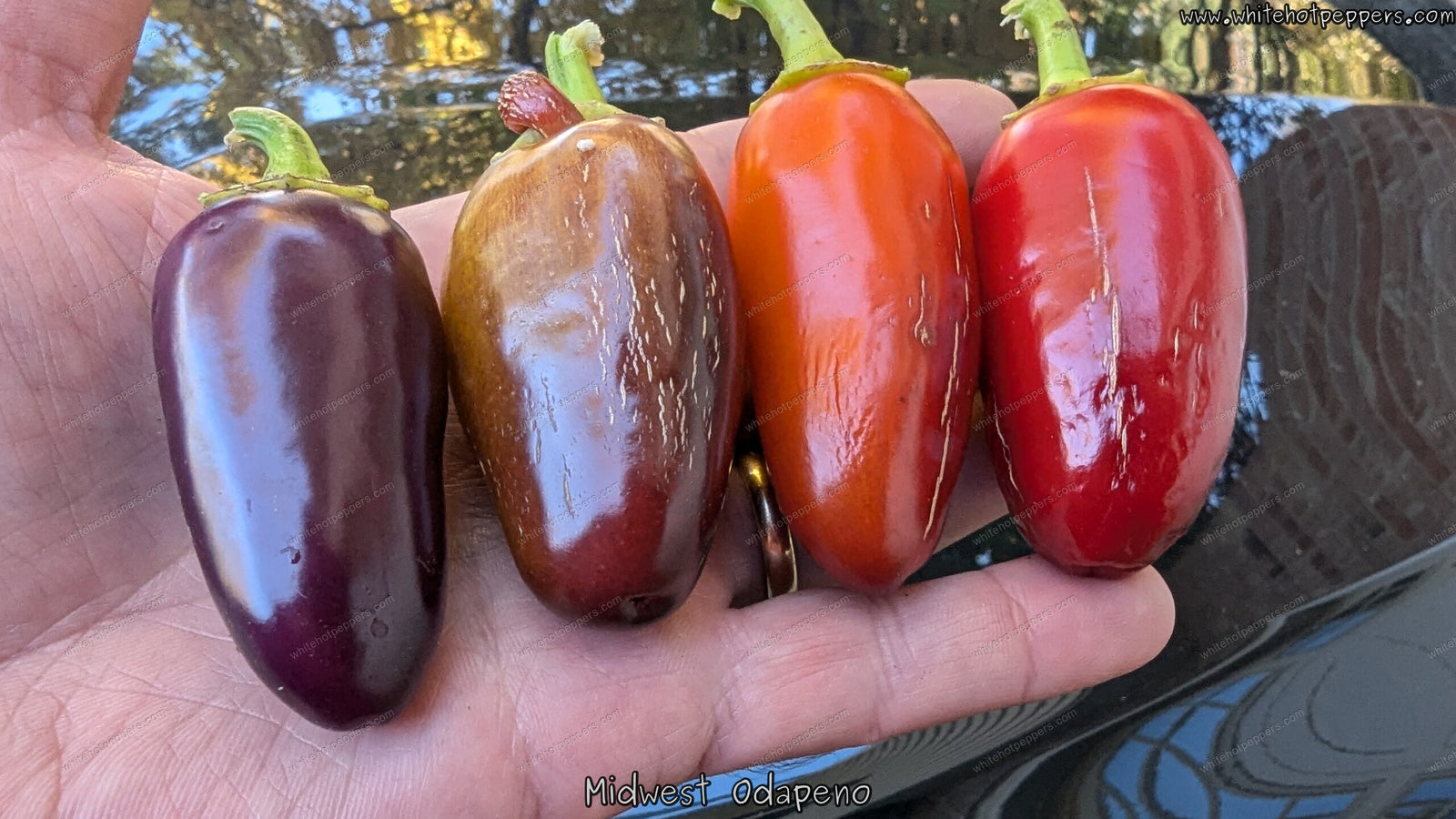 Midwest Odapeno - Pepper Seeds - White Hot Peppers