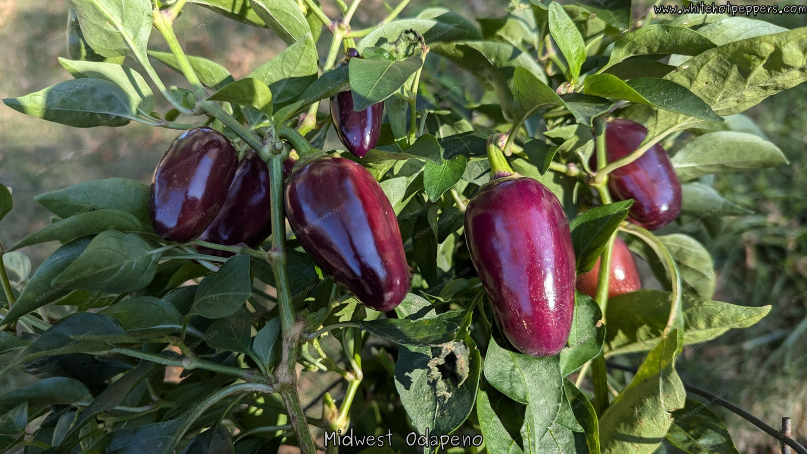 Midwest Odapeno - Pepper Seeds - White Hot Peppers